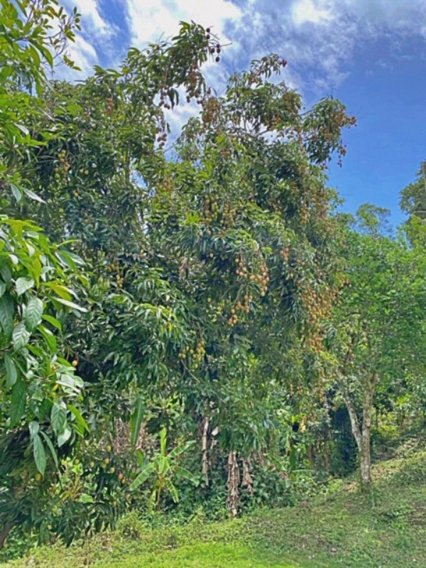 one of a hundred lychee trees